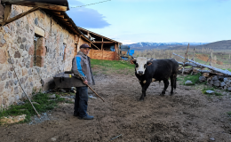 Geçen Yıl Satılamayan Hayvanlar Bu Yıl da Elde Kaldı