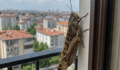 İstanbul’da dev çekirgeler görüntülendi