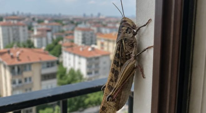İstanbul’da dev çekirgeler görüntülendi