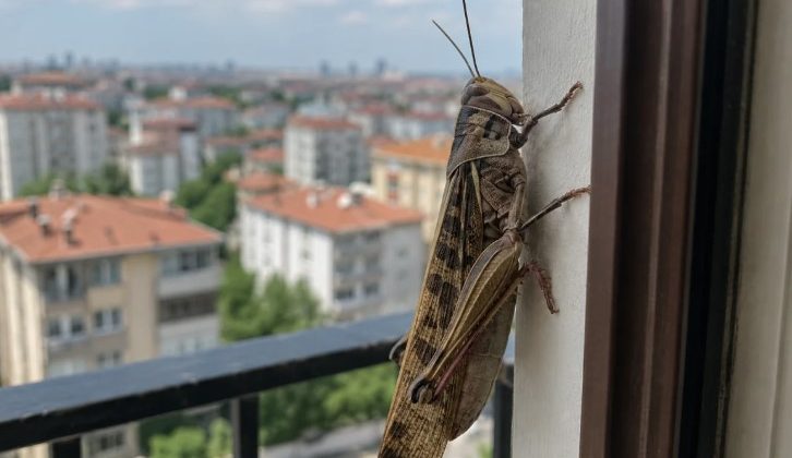 İstanbul’da dev çekirgeler görüntülendi